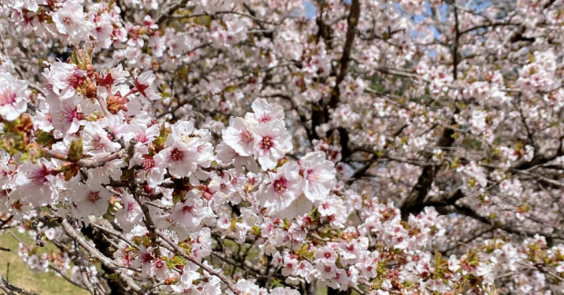 桜開花〜！！