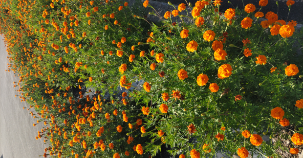 残暑と赤トンボ〜Hallo９月！！〜