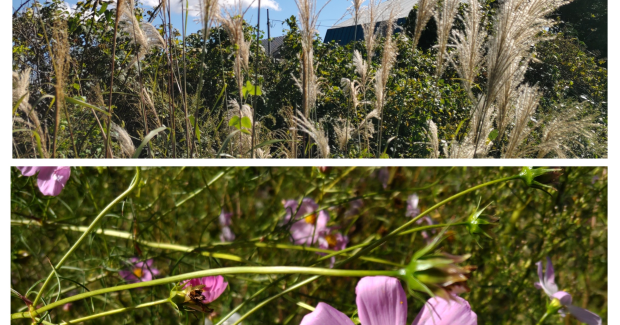 秋真っ只中！！