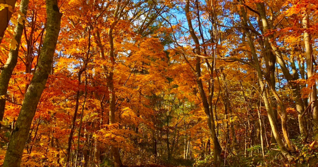 ハロウィンパーティー！！HELLO！11月！！