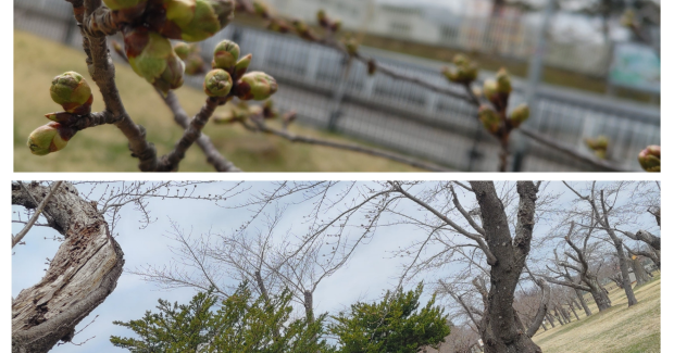 桜発見！！鮮やか春アート！！