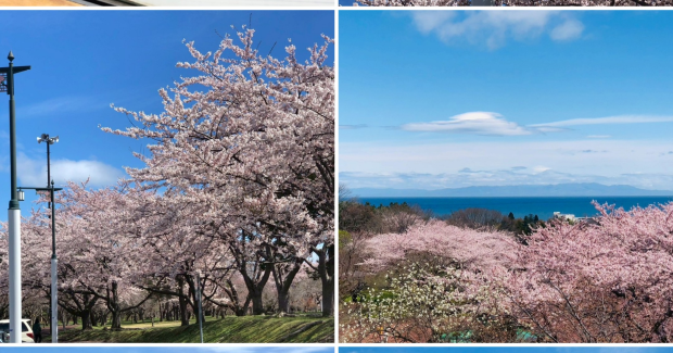 桜満開！春爛漫！！
