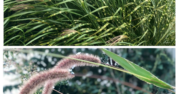 夏？！１０月がきたよ！秋だよ！！